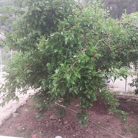 Village Garden * Çıralı