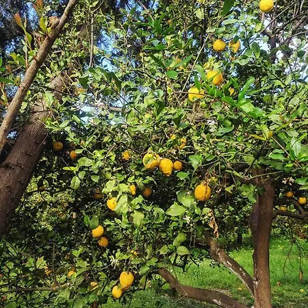 Village Garden *