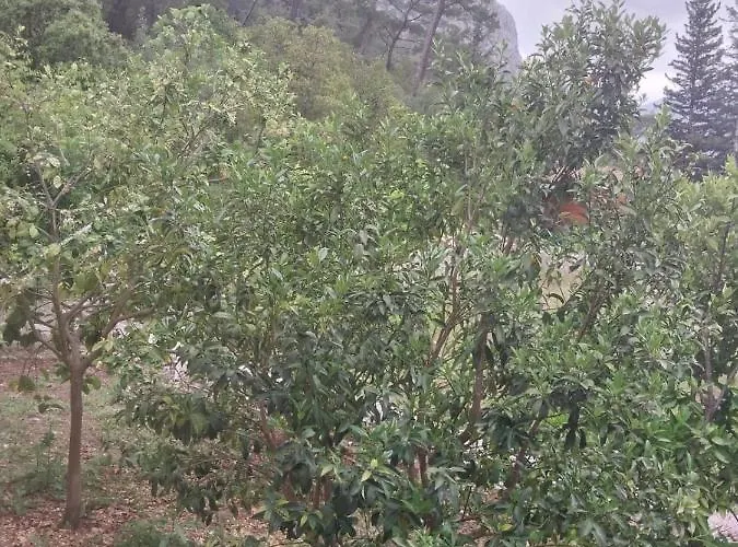 Village Garden *