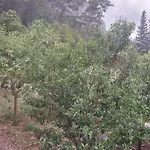 Village Garden *