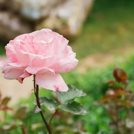 Village Garden Проживание в семье *