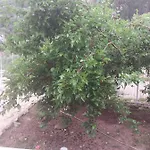 Village Garden * أنطاليا