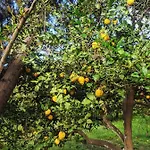 Village Garden *