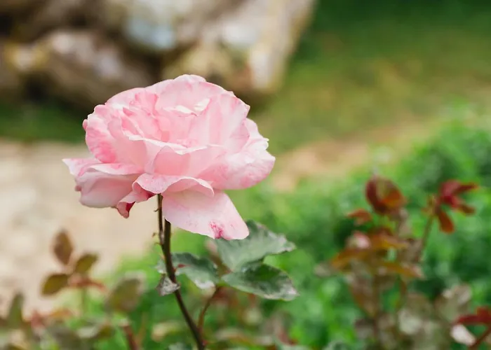 Village Garden Pansiyon *