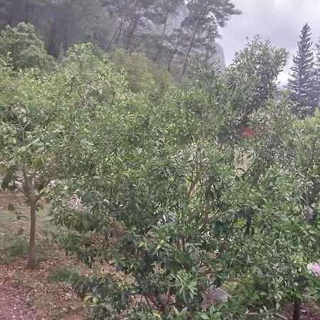Village Garden *